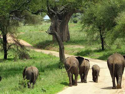 elephant-Tarangire-national-park