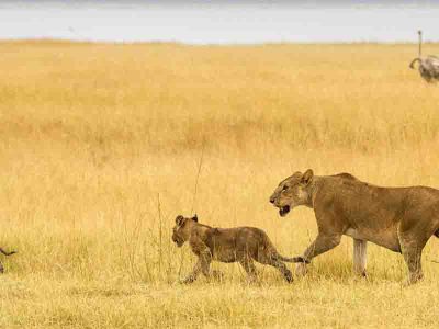 Tarangire-national-park-lion-Remember-africa-tour