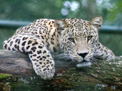 leopard-banner