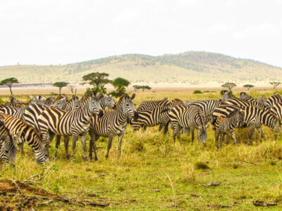 zebra-remember-africa-tours
